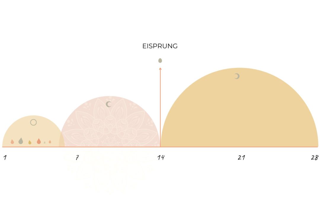 Was passiert währen dem Eisprung?