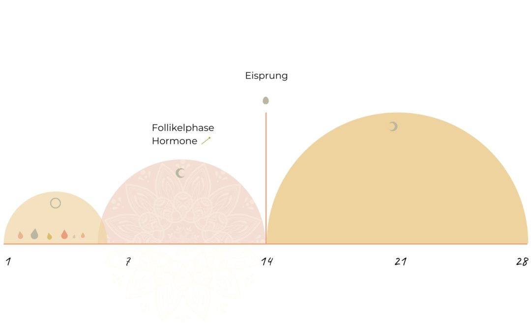 WAS PASSIERT IN DER FOLLIKELPHASE